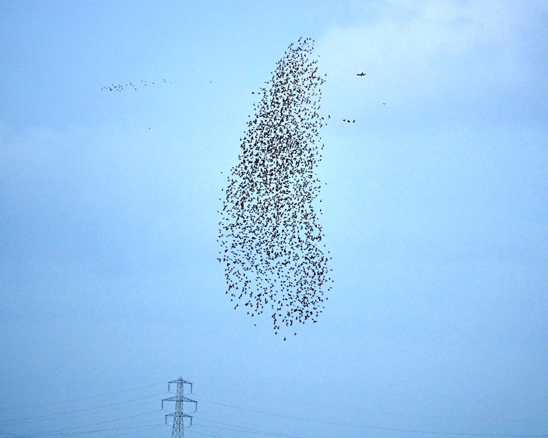 starling flocks